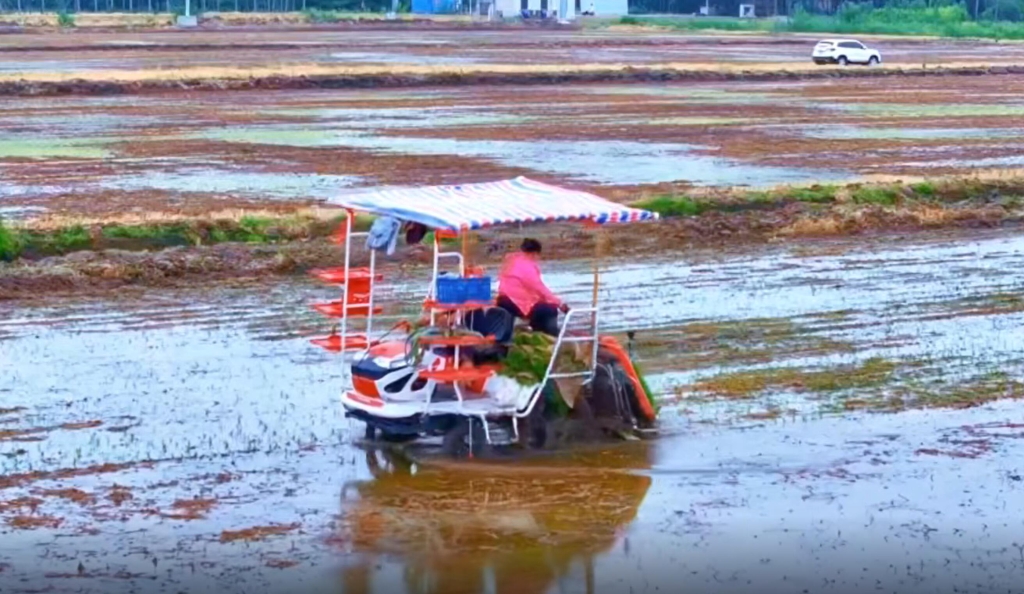百乐博6行插秧机在连云港作业中