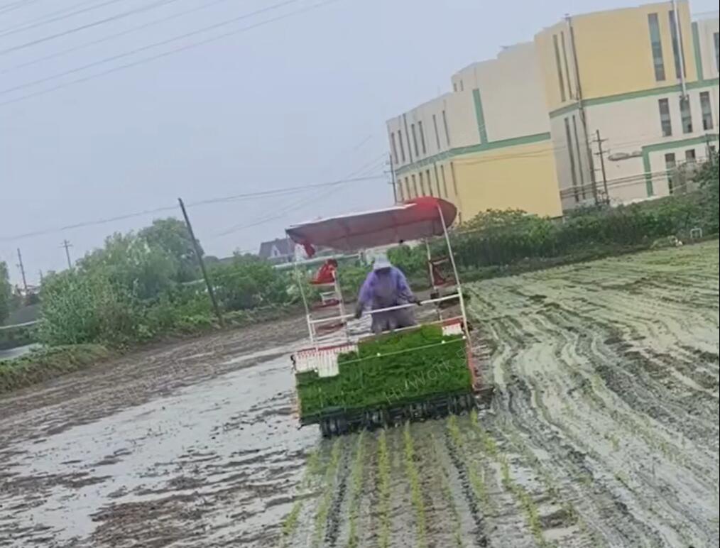 浙江嘉兴大8行插秧机作业中