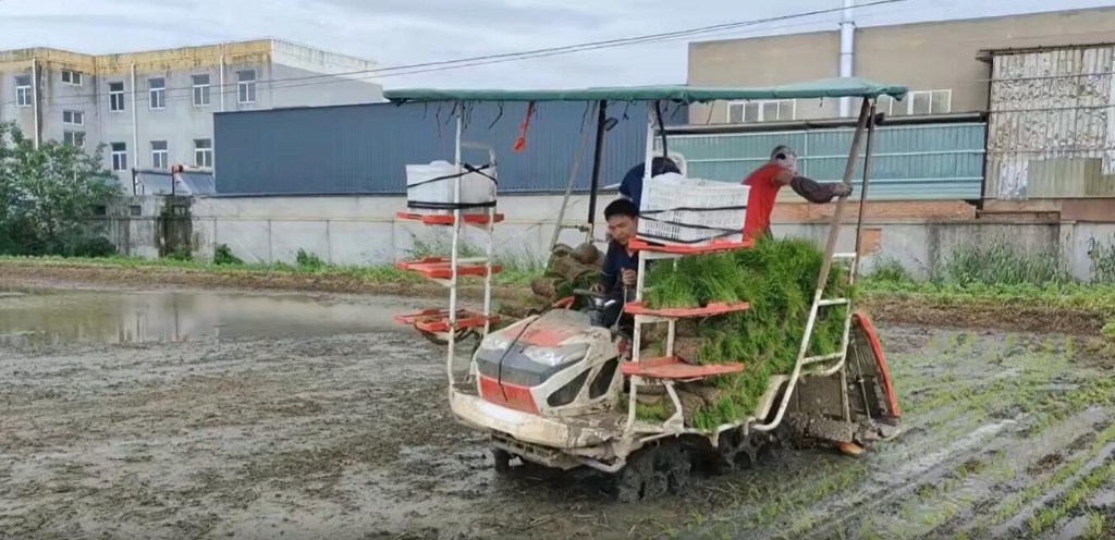 江苏靖江百乐博小8行杂交水稻作业中，，，，，，，效果效率都相当好